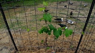 This is how we built a trellis for grapes. Plus rain water is fed underground to help keep the plants growing well. The grape vines 