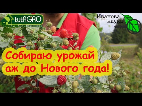 Не обрезайте осенью малину, не посмотрев это видео! Как собрать гораздо больше урожая с куста.