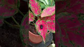 Aglaonema or Chinese Evergreen