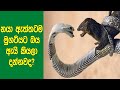 නයා ඇත්තටම මුගටියට බය හේතුව මොකක්ද කියලා ඔබ දන්නවද? | Why Is King Cobra Afraid Of Mongoose