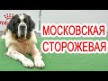 Московская сторожевая - самая спокойная сторожевая собака