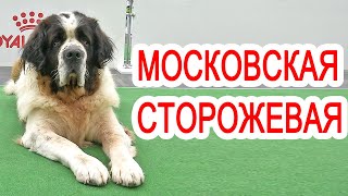 Московская сторожевая - самая спокойная сторожевая собака