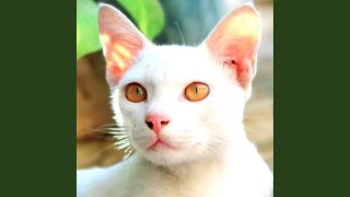 Cloud the Cat Meowing Sound - momo's sound diary