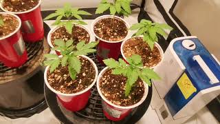 2 Year Anniversary Grow - Week 2 from Sprout & Transplanting! Ayahuasca Purple & White Fire Punch 😎