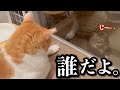 真夜中、じっと見つめ合う2匹が可愛すぎる