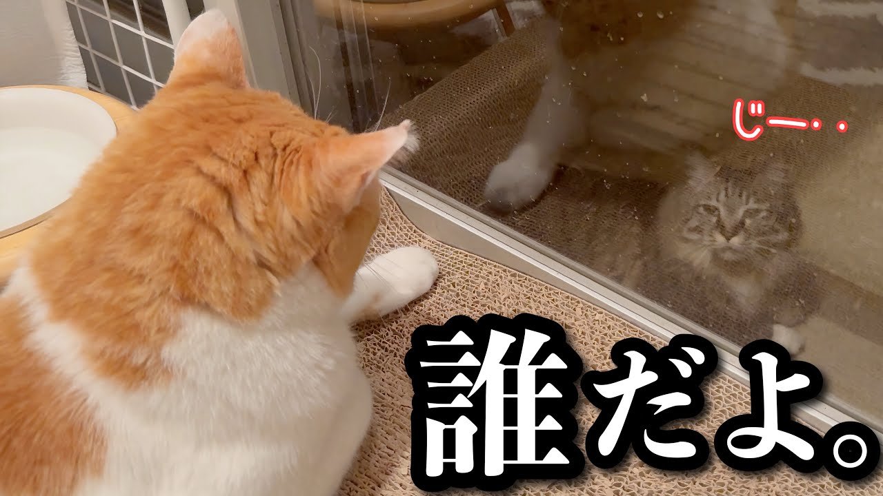 真夜中、じっと見つめ合う2匹が可愛すぎる