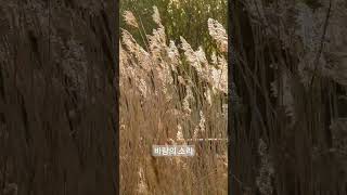 바람의 소리 #shorts #sleep #asmr #whitenoise #deepwhitenoise #relaxation