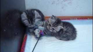 Купить шотландского котенка в питомнике Файна Киця.MOV Купить шотландского котенка в питомнике Файна Киця.MOV
