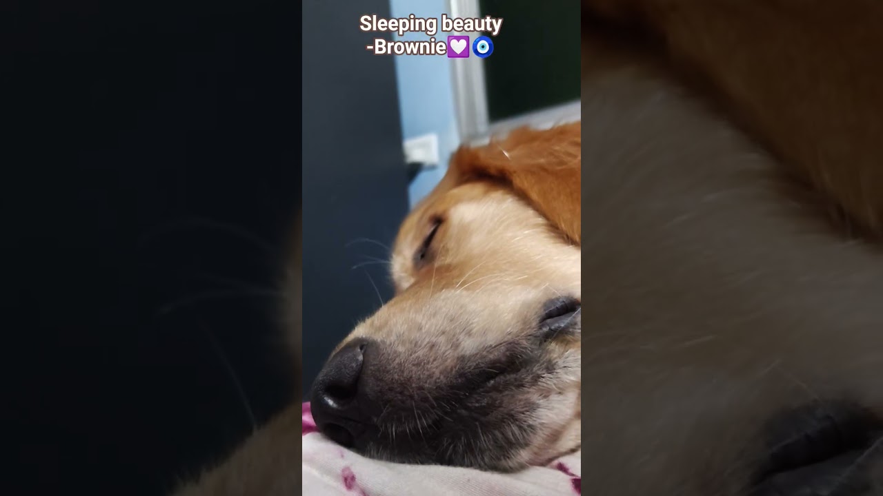 Sleeping beauty-Brownie 💟🧿