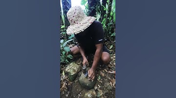 Unbelievable Fossils & Rare Rocks Unearthed! Part 02 🦴😲 #Fossils #RockHounding #PreciousStones