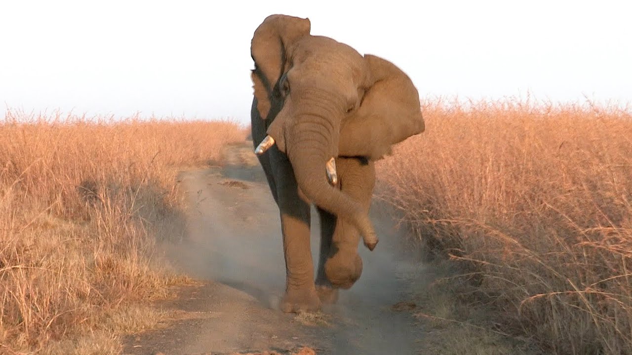 Close Encounter: African Elephant Charges Safari Jeep - YouTube