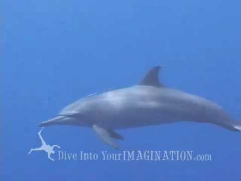 Kids Ocean Movie - Who Lives in the Sea? Sample Chapter - Dolphins - Ocean Products for Kids