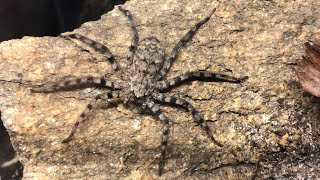 Feeding my Flatty Wall Spider (Selenops sp.) by Aquarimax Pets 1,659 views 5 months ago 3 minutes, 17 seconds