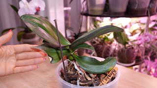 Потери орхидей тоже случаются, сознательно шла на риск | Орхидею корявило, четыре года мучений.