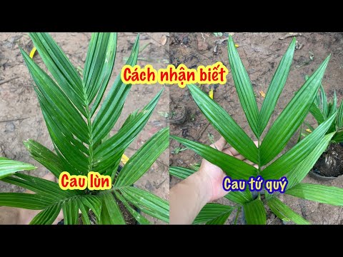 Cách phân biệt