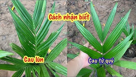 Cách phân biệt Cau tứ quý, Cau lùn giống bán trên thị trường