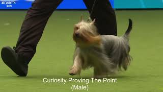 Best of Breed, Toy Group|AUSTRALIAN SILKY TERRIER|