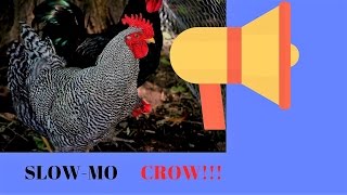 Chicken Crow In Slow Motion