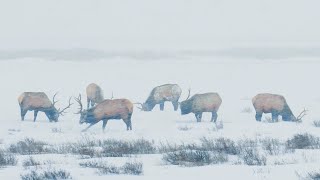 Where do Elk go in the winter? (Wildlife Migration)