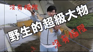 野生的地方釣得到魚嗎？大直橋下的怪物＃就匠釣＃記得開啟cc ... 