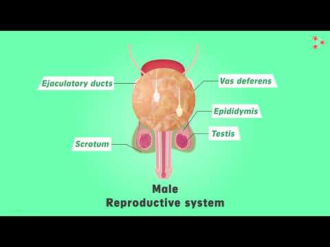 Male Reproductive System Don T Memorise