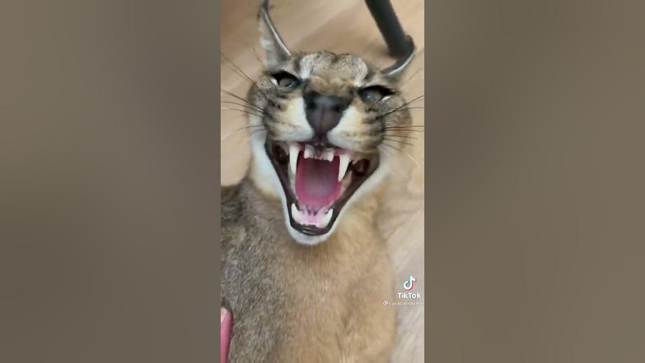 #шльопа в тазике🤣 - YouTube