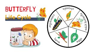 Life Cycle of Butterfly  A cute animated video for kids. by Majestic Life 56 views 1 year ago 1 minute