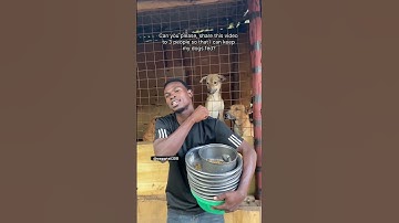 👉 Link to help is in my bio. Every share and every little support counts. #shorts #dogs #rescuedogs