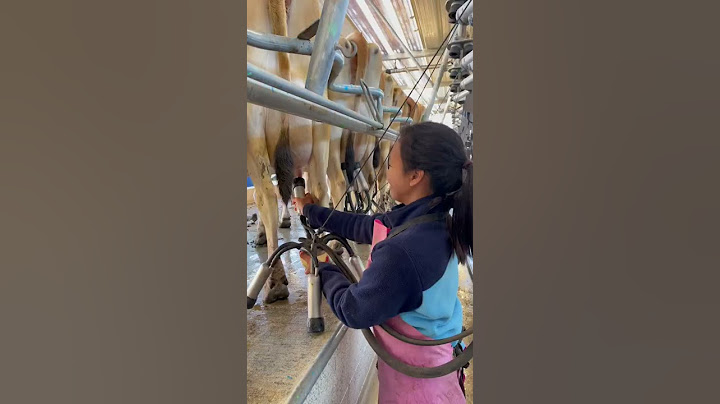 Cow Milking in New Zealand 🇳🇿