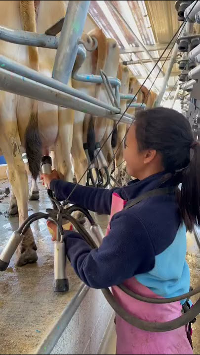 Cow Milking in New Zealand 🇳🇿