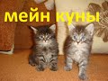 Мейн Кунята, котята, два поколения.