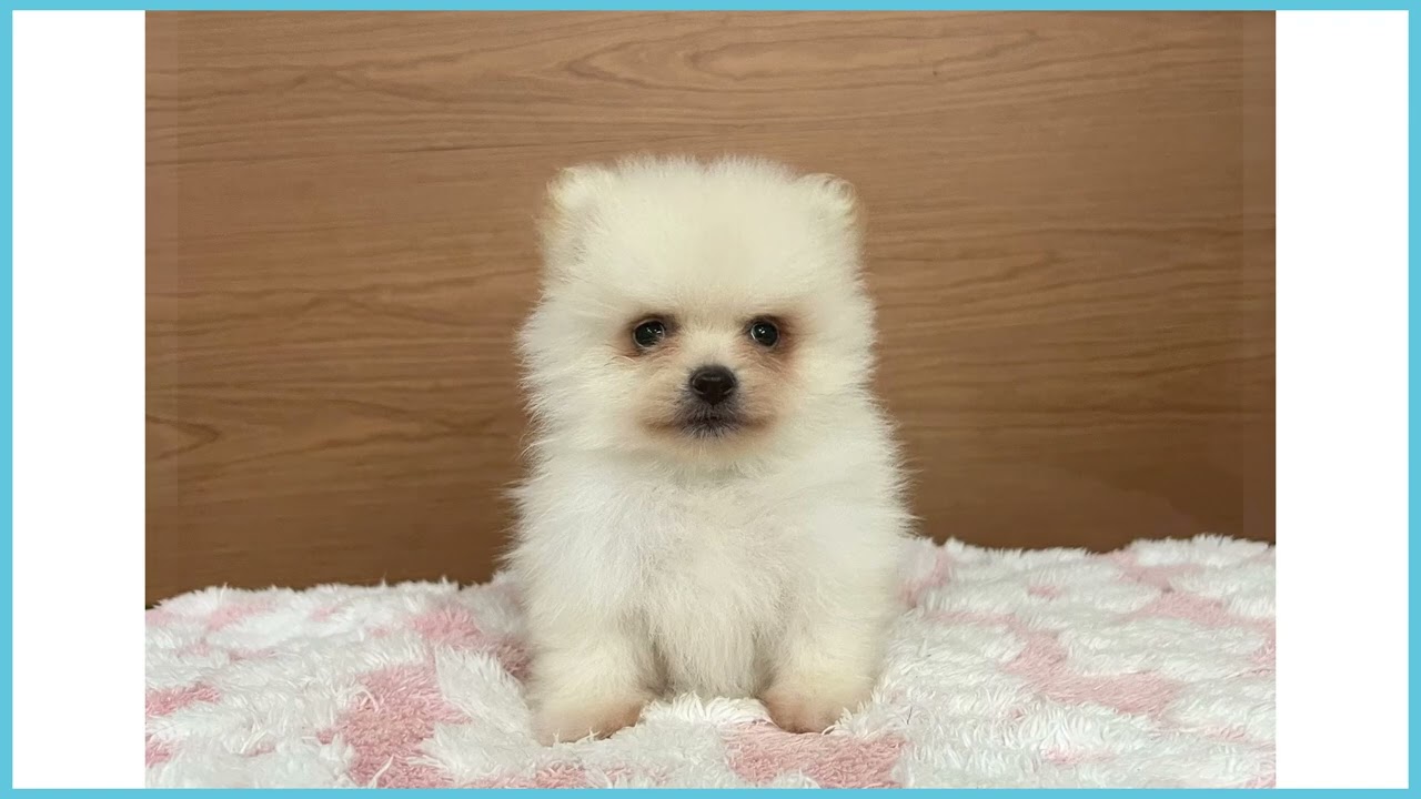 ポメラニアン 絶対に玩具を取られたくないポメラニアンと喧嘩になりました - YouTube