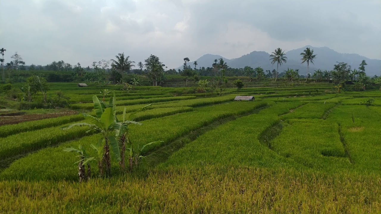 persawahan cianjur, jawa barat 
