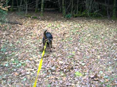 rapprocheur sanglier cipolat dressage - YouTube rapprocheur sanglier cipolat dressage - YouTube