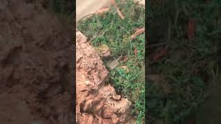Emerald swift eats cricket!!🦗🦗🦎🦎 #shorts #reptiles #feeding #lizard