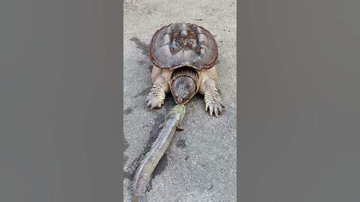Turtle eat a fish that was placed in the front of it really quickly!