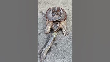Turtle eat a fish that was placed in the front of it really quickly!