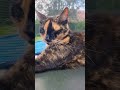 Kitty #cat #Cat #Kitty