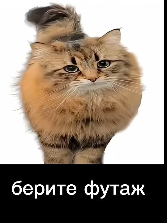 берите футаж #футаж #кот #meme