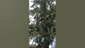 What kind of pear tree is this?  #fruit #pear #fruittrees #gardening