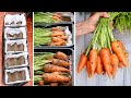 How I Grow Carrots at Home for High Yield, Very Easy!
