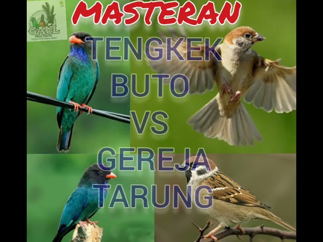 MASTERAN TENGKEK BUTO VS GEREJA TARUNG..full 1jam class=