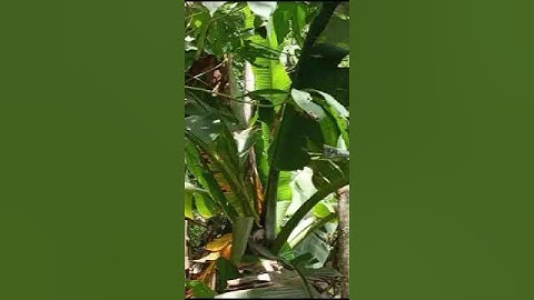 Harmony In The Rain Forest Pure Water Gives Life Through Our Roots, Pacitan, Java, Indonesia, 2024