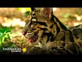Clouded Leopard Cubs' Play Behavior