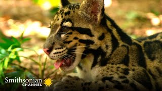 These Adorable Clouded Leopards Wont Stop Playing Animals At Play Smithsonian Channel