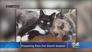 Guide To Preparing Your Pets For A Storm
