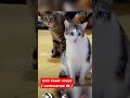 Funnys of cats compilation 6  funny.s cats