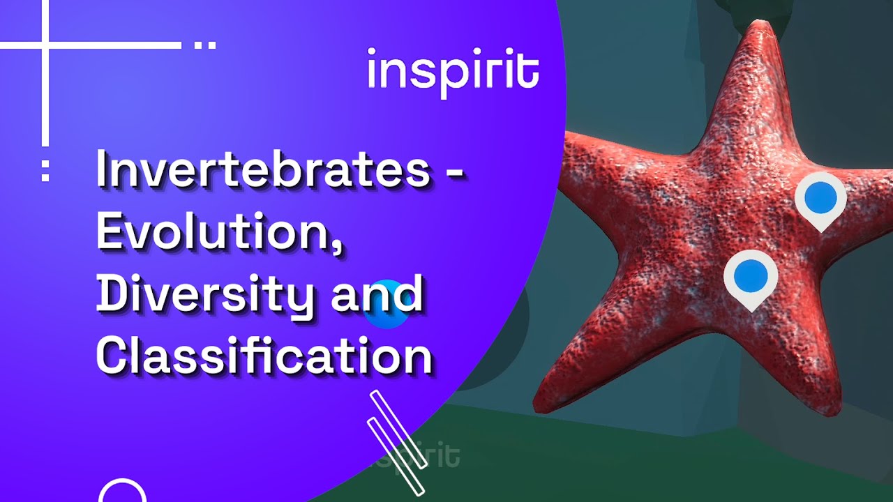 Planet Inverts What Are Three Things That Evolve As Invertebrates? – BAEUL