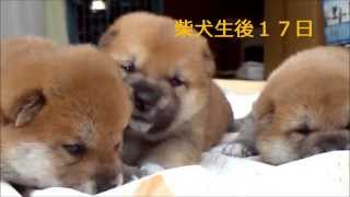 柴犬コロコロ子犬生後日