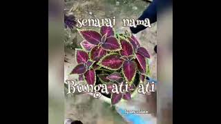 Download Lagu Nama Dan jenis bunga ati-ati MP3